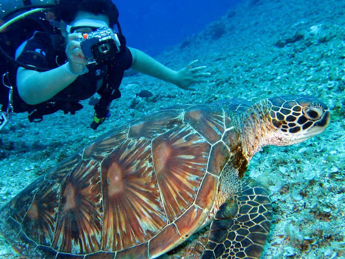 scuba diving photographing a turtle
